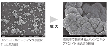 BioコートCaコーティング表面に析出した結晶　高倍率で観察するとハイドロキシアパタイト様結晶を確認