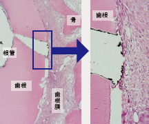 ネコとイヌの歯根膜・歯槽骨を用いた検討