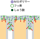 ＭＳコート Ｆ塗布直後