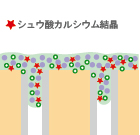 カルシウムとの反応・保護被膜形成